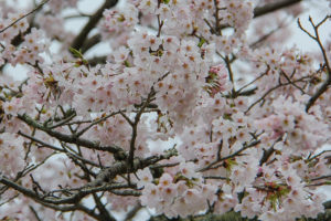 Closeup of spring flowers symbolizing truth