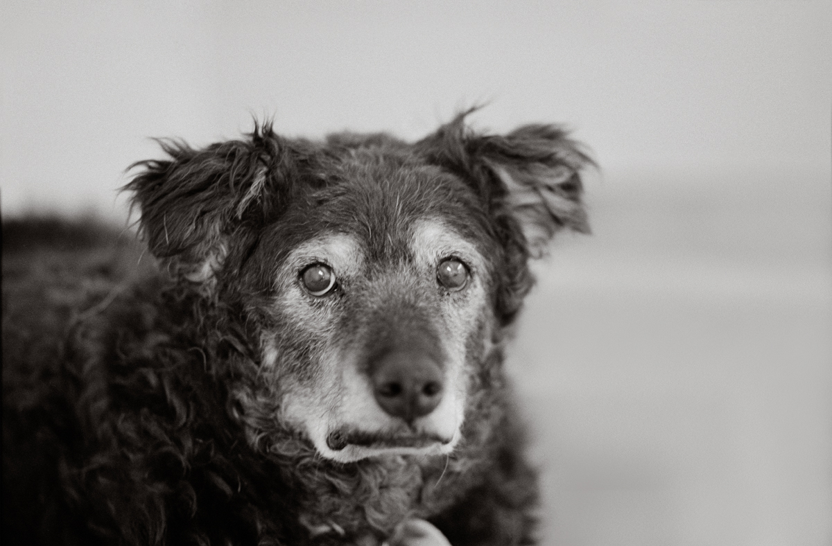 Senior dog with white face