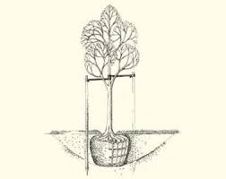 Illustration from "How to Plant a Tree"