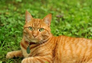 Barney is in the ground helping things to grow