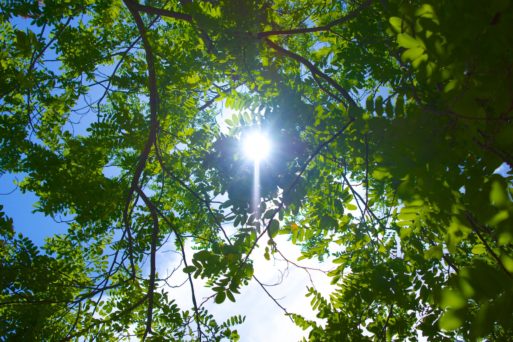 Sun through trees symbolizes a mythical good death