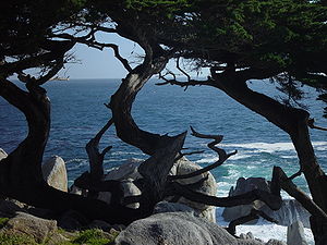A lone cypress tree shows the isolation of cancer that leads to thoughts of suicide