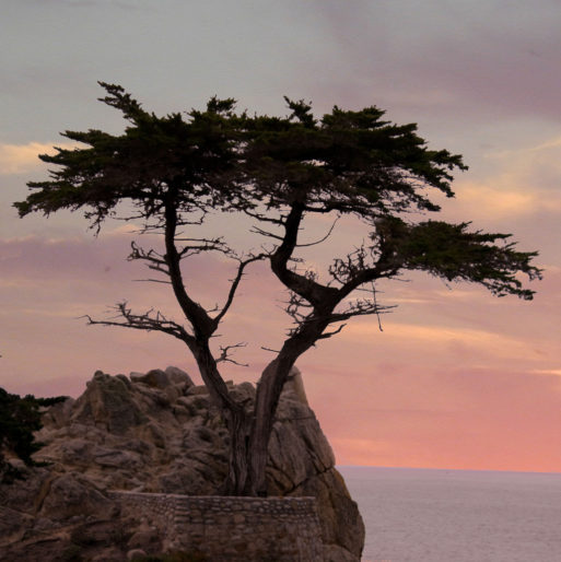 Lone cyprus tree against a sunset sky speaks to isolation and the risk of suicide