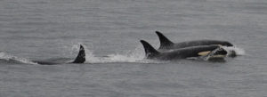 Two Southern Resident orca whales swimming