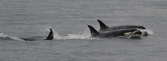 Two Southern Resident orca whales swimming