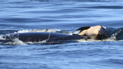 Mother orca carrying her baby who had died