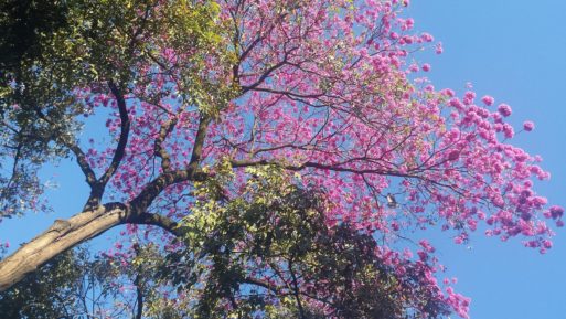 A lone tree with pink blossoms evokes thoughts of saying goodbye to your kids