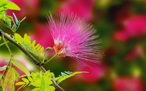 A single pink mimosa flower shows how hard it is to say goodbye to your kids