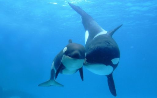 An image of an orca family (aka cetaceans)
