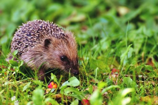 A hedgehog like the one killed in Philip Larkin's "The Mower"