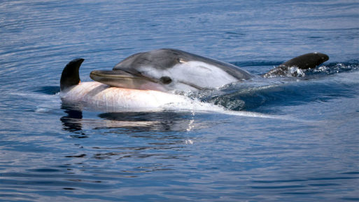 Image of cetaceans in mourning 