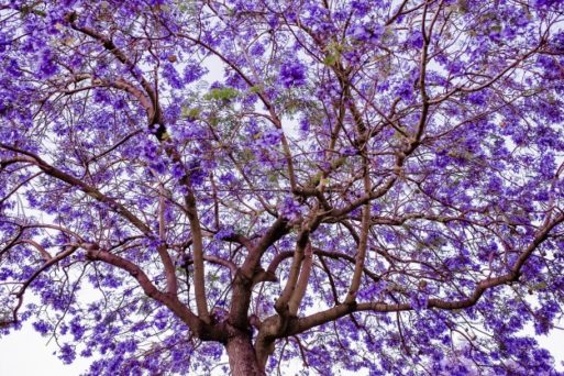 A purple tree shows how it takes a village to care for our dying