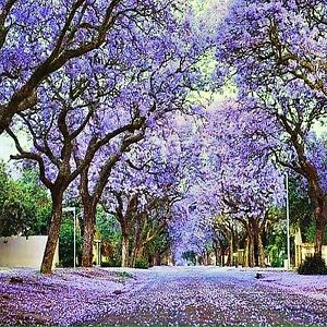 A purple tree shows that caring for our dying is a community effort--it takes a village