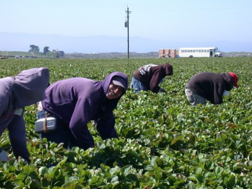 an image of farm laborers representing the faulty CDC study about farmers and suicide