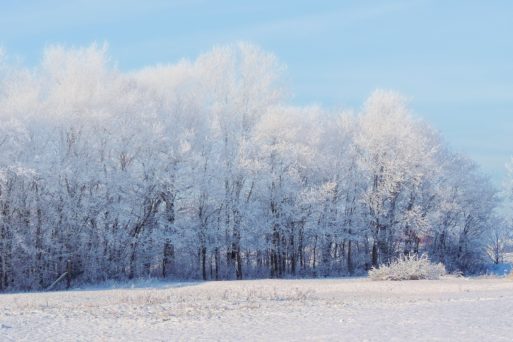 snow covered trees against a blue sky
