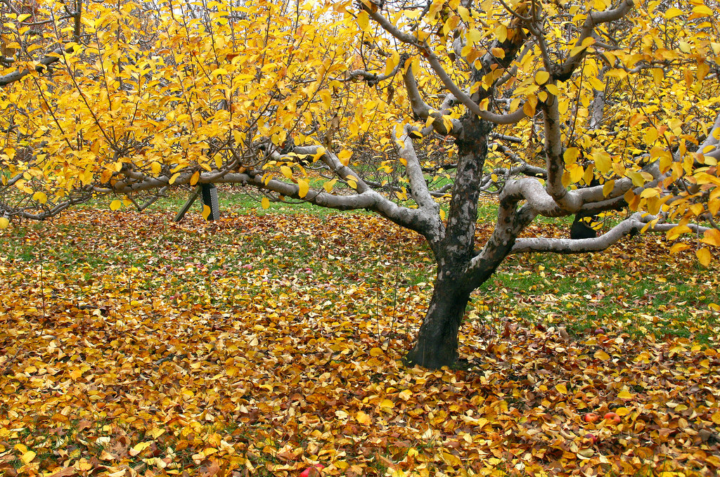 Fall leaves on the ground symbolize how nature can let go of life