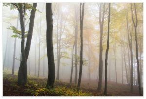 fall trees shrouded in fog depict the mystery of death 