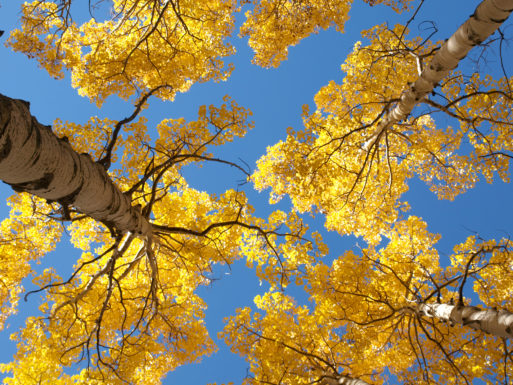 Trees in fall symbolize how to let go 