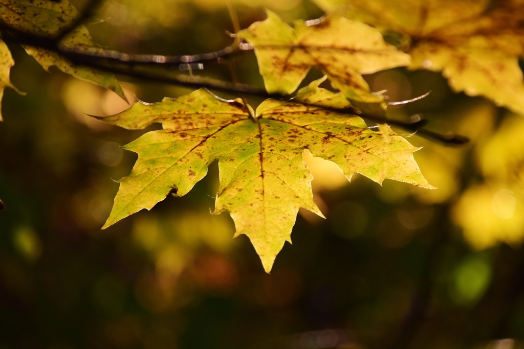 a fall leaf symbolizes how to let go gracefully