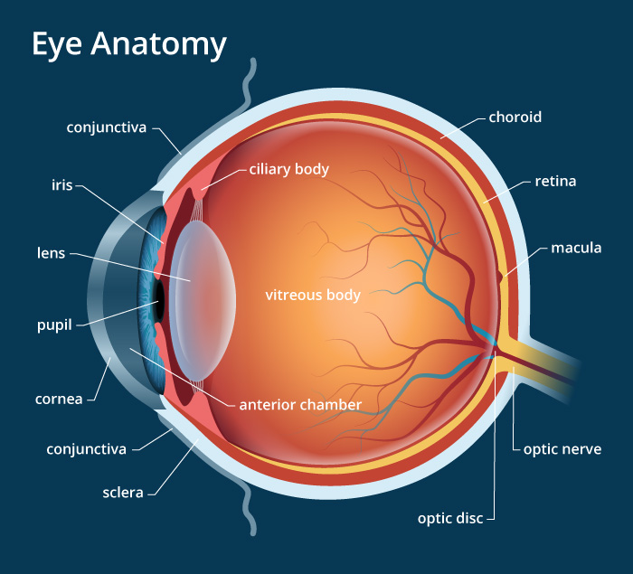 Anatomy of the eye 