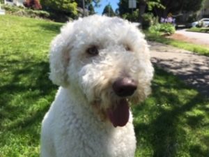 A Labradoodle named Homer is a Pet Partners therapy animal