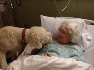Pet Partners therapy animal bringing comfort