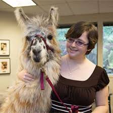 Llama as a Therapy Animal