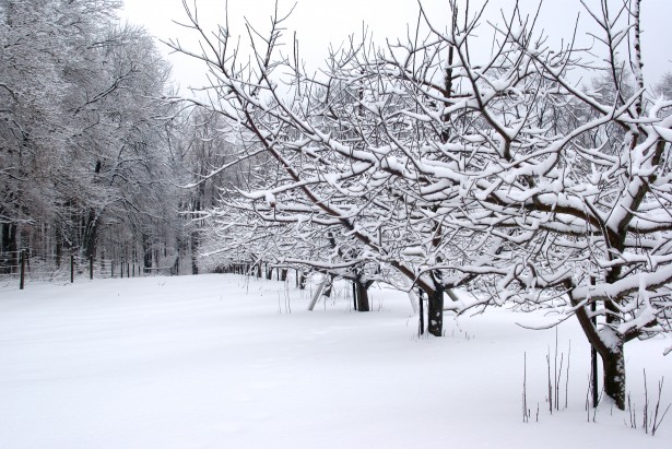 Snow-covered trees in a snowy field symbolize the need for hospice care