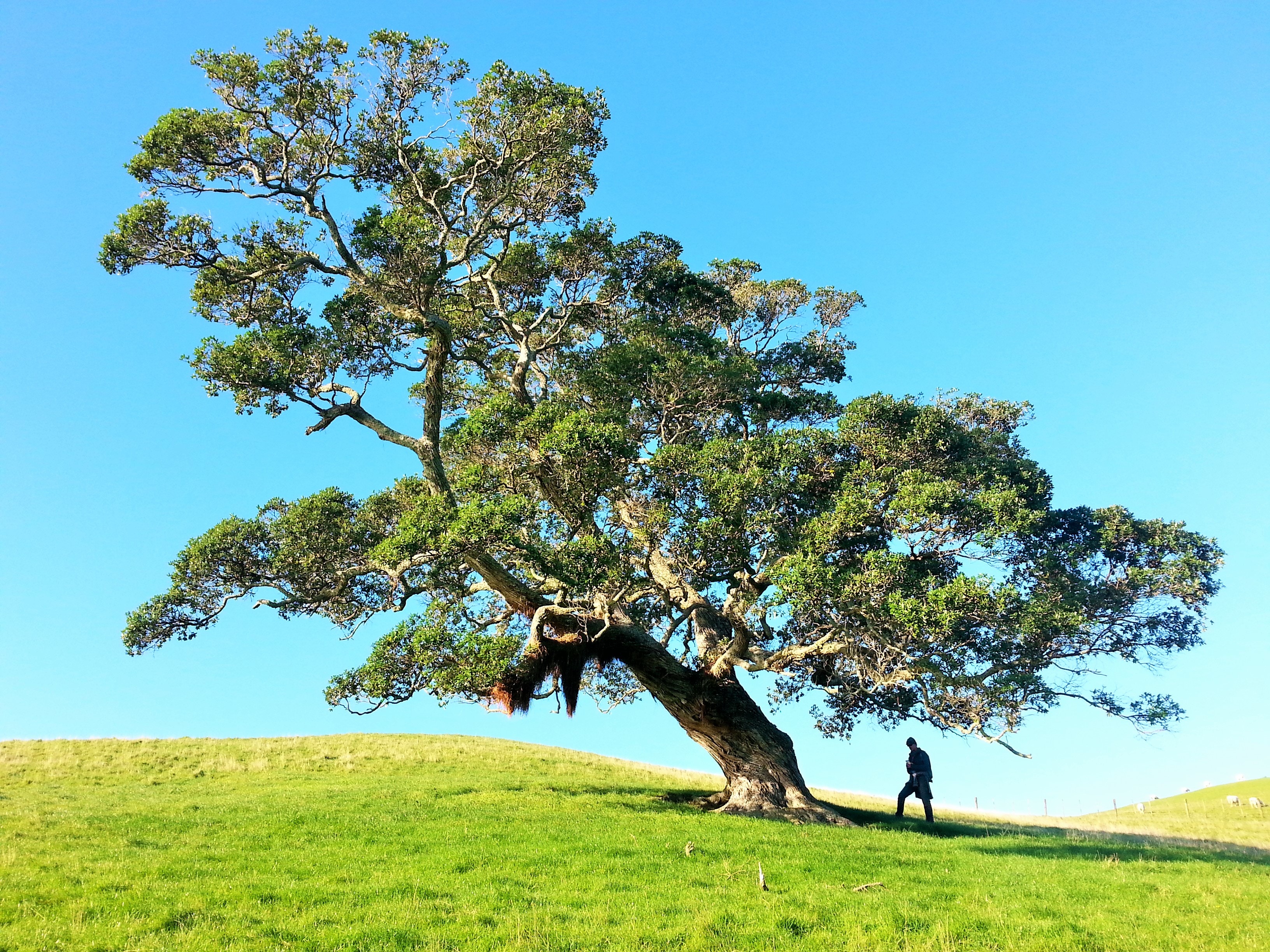 an image of a man under a tree representing recomposition
