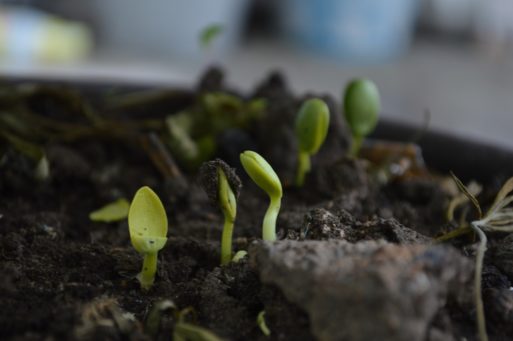 An image of seedlings and compost representing recomposition