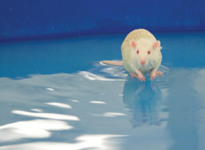 Swimming Mice