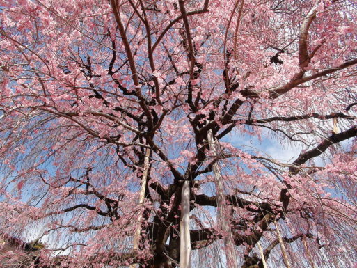 Weeping cherry tree is a symbol of hope in cancer diagnosis