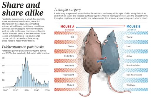 Graphic depicting the process of parabiosis in mice.