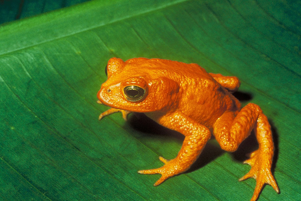 Golden toad which is now extinct, probably due to Bd.