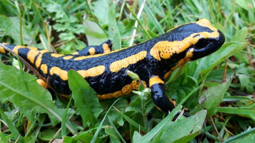 A salamander that may become extinct due to the superbug Bd