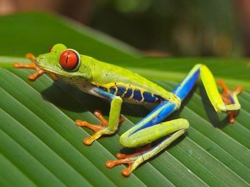 A red eyed frog sits on a leaf, not currently infected with Bd