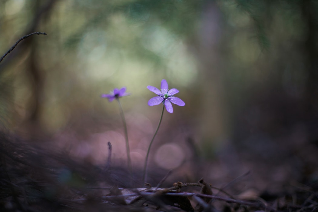 The goal of Recompose is offer "natural organic reduction" 