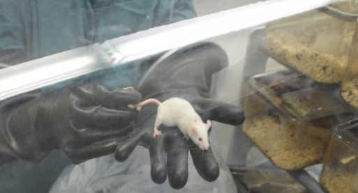 Germ-free mice
