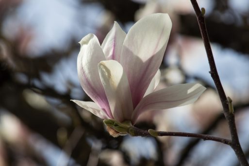 Magnolia flower shows grief or depression