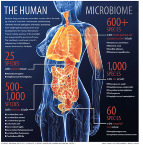 Illustration of the human microbiome