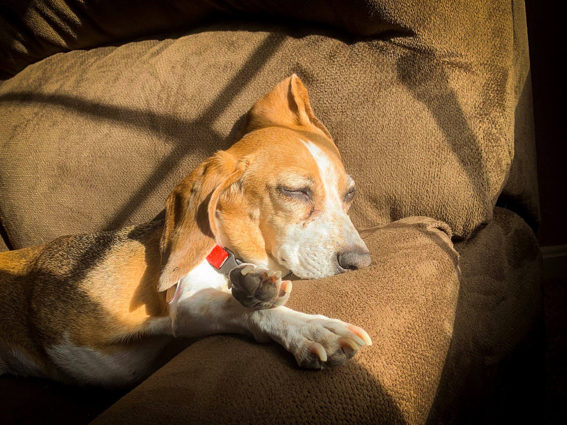 Hospice and palliative care for dogs is increasing