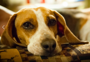 Dog hospice care is on the rise
