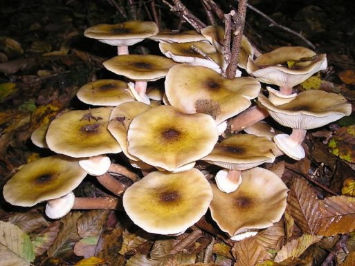 Luminescent mushrooms may be nature's answer to the corpse candle.