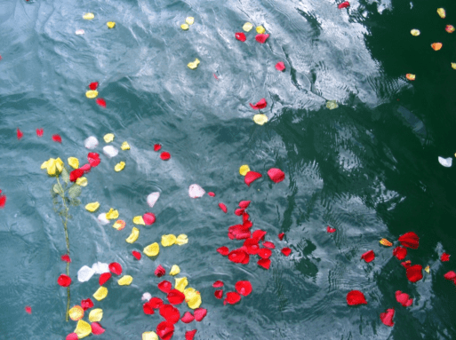 Flower petals floating on water after a beach memorial and ash scattering service