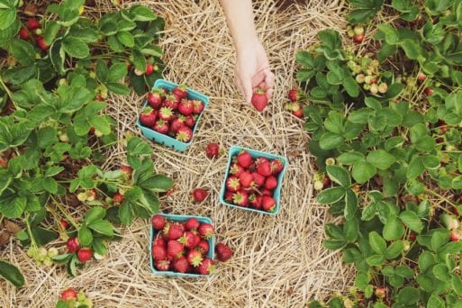A hand surrounded by a garden and baskets of strawberries