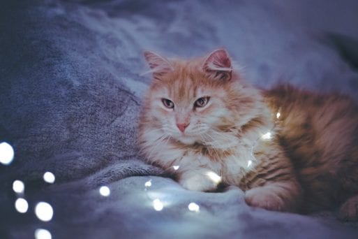 A fluffy orange cat in heaven 
