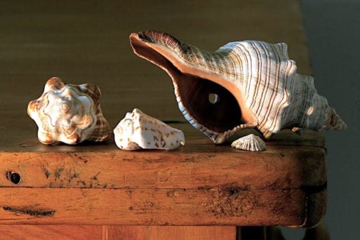 Conch shells may be used to hold ashes for scattering