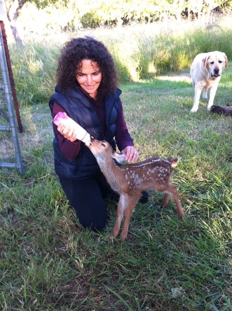 Susan Wilmoth, who provides acupuncture for hospice patients, feeds a baby deer