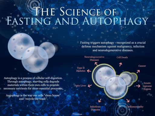 Image depicting the relationship between fasting and autophagy.