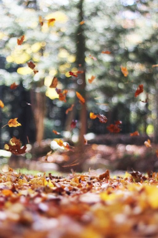 leaves falling to reflect a saying about October